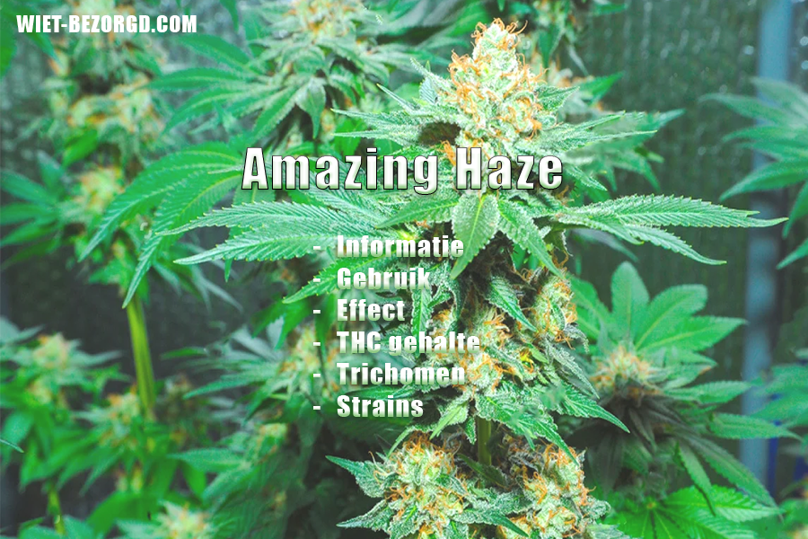 Amazing Haze